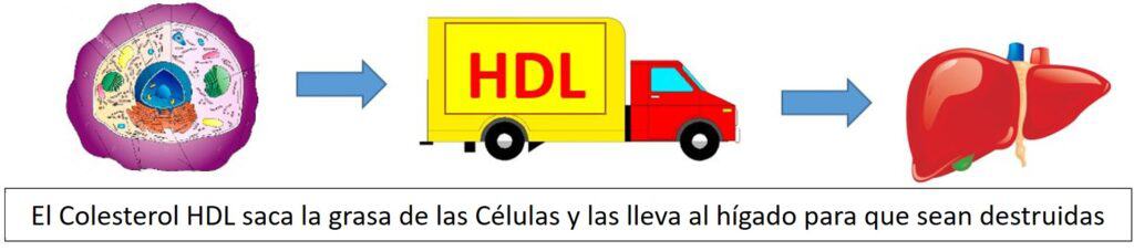 Colesterol Bueno HDL