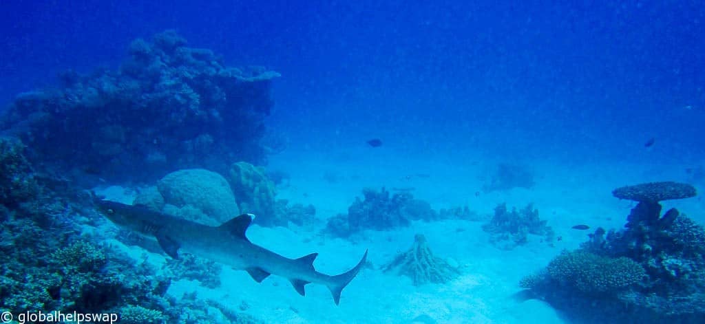 How to scuba dive the Great Barrier Reef and avoid the crowds