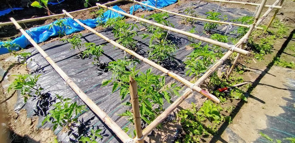 Plantación de tomates