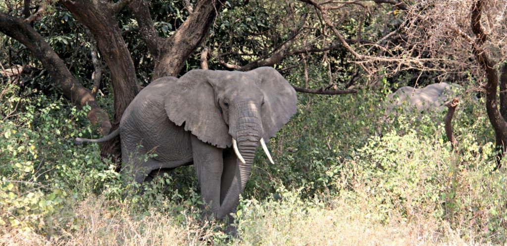 Image for World Elephant Day: African elephant in green trees of Lake Manyara NAtional Park
