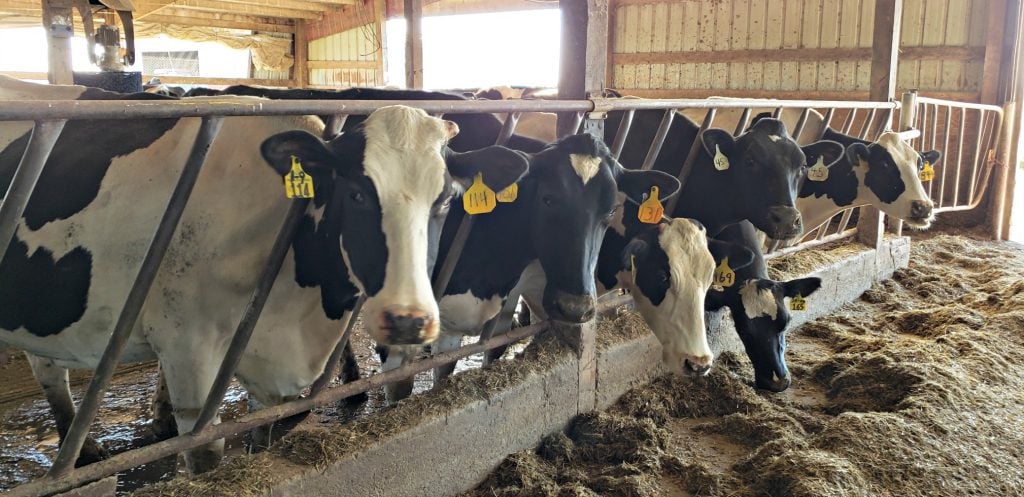 black and white dairy cows look at camera with heads in feeder inside milking barn - one has white heart on her forehead