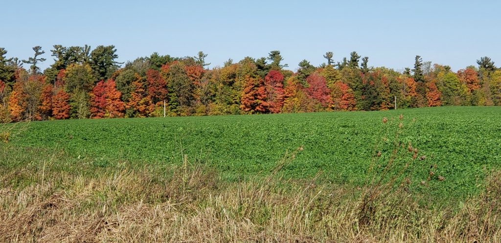 field of green alfalfa contrasts the orange leaves of fall colors in the background - clear blue sky