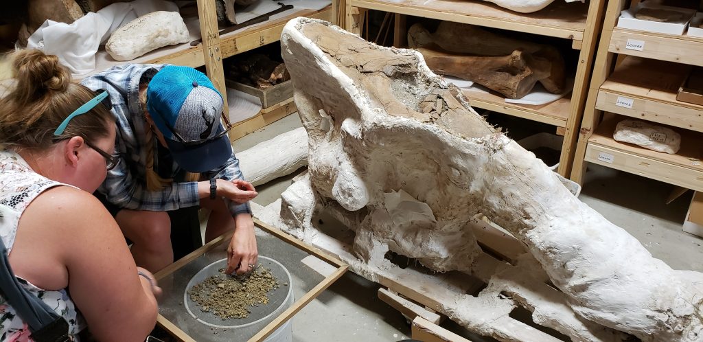 In a museum storeroom, two women sift through sand hoping to find dinosaur bone pieces.