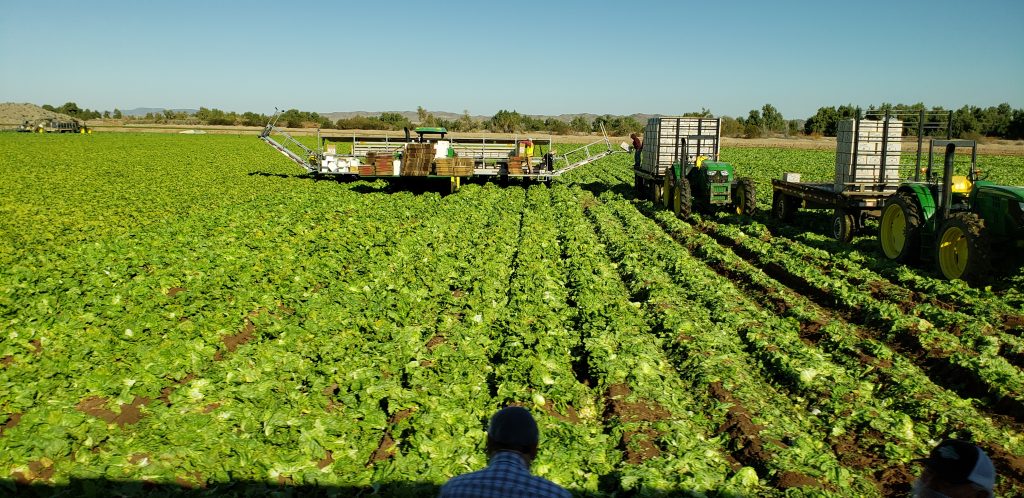 A long piece of farm equipment straddles about 10 rows. It has white tank on board. A truck with trailer is connected with conveyor to load laready wrapped iceberg lettuce.