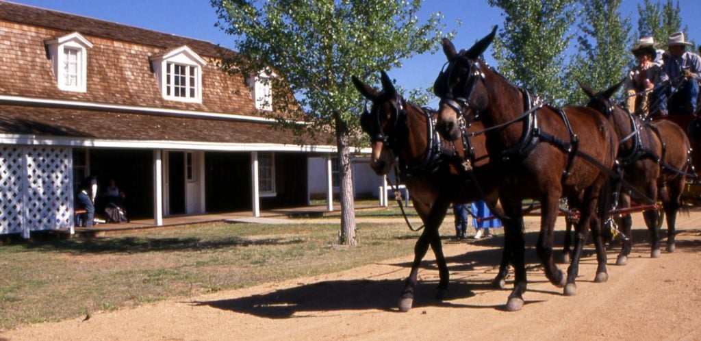 Mules pulling a wagon walk on dirt road in front of Fort Verde Military Headquarters building during living history reenactment
