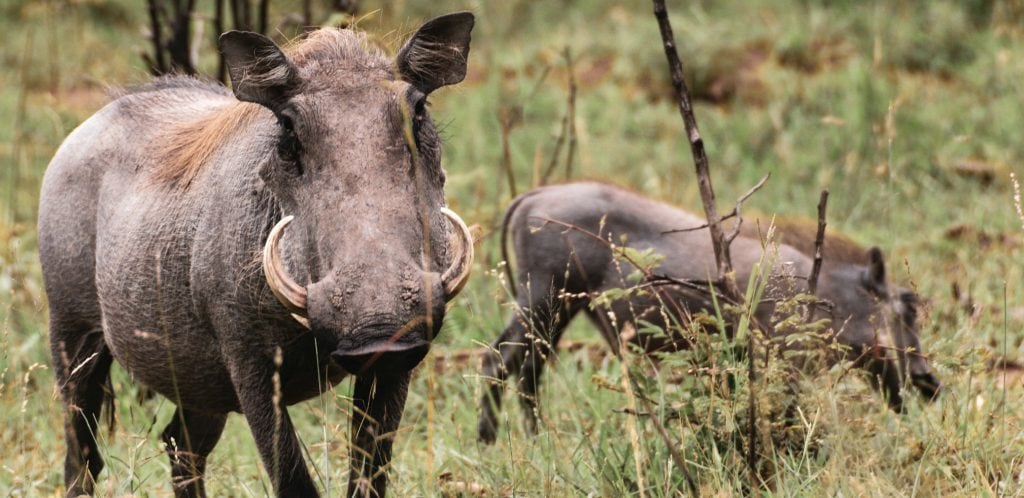 close up of a warthog with two tusks seemingly coming out of its nostrils
