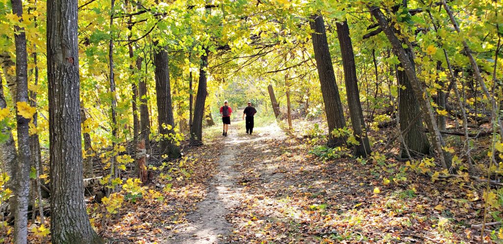 Canopy of yellow leaves frame two men in the distance hiking Kettle Moraine State Forest under the trees