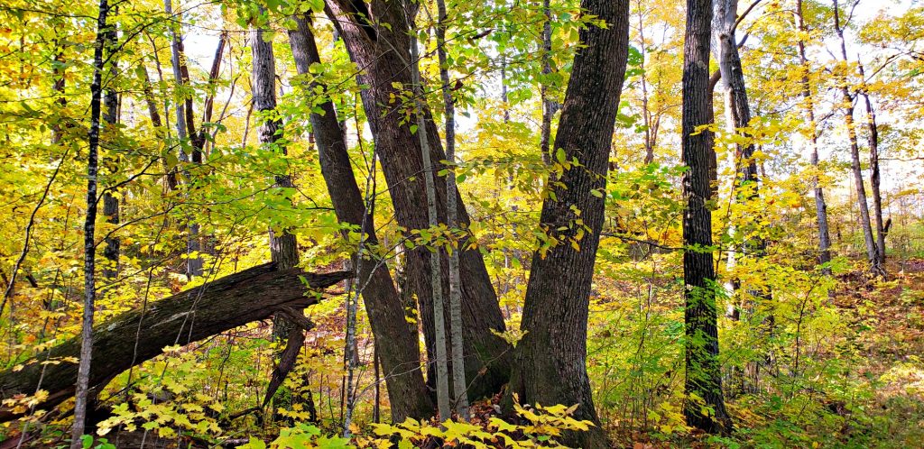 Two large maple trunks rise from the forest floor in a V-shape. Two smaller trees of a different species form a second V inside the first V