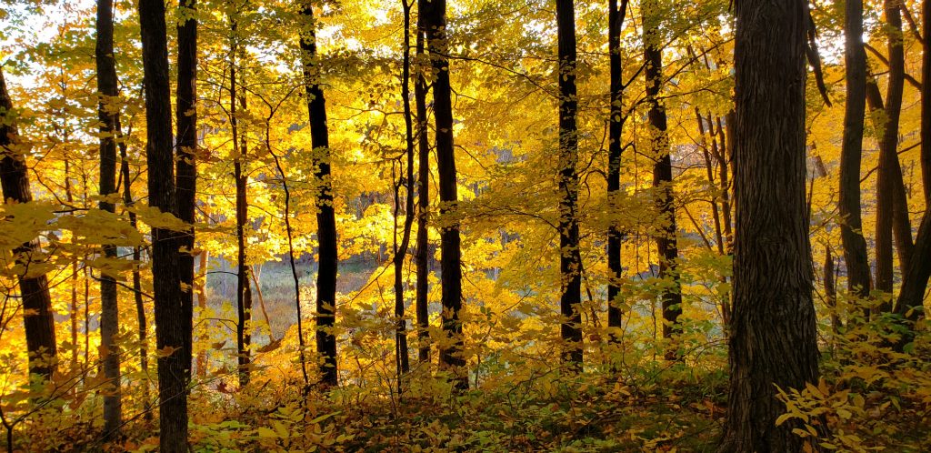 trunks of trees are silouetted against fall colors of maple leaves on WI pilgrimage
