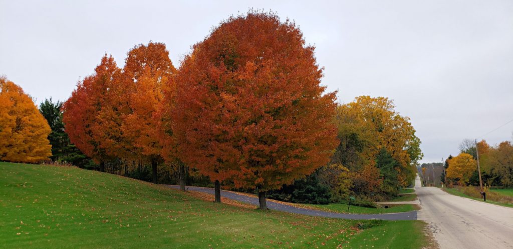 bright red maple trees line road that disappears over steep hills in the distance on the Wi Way