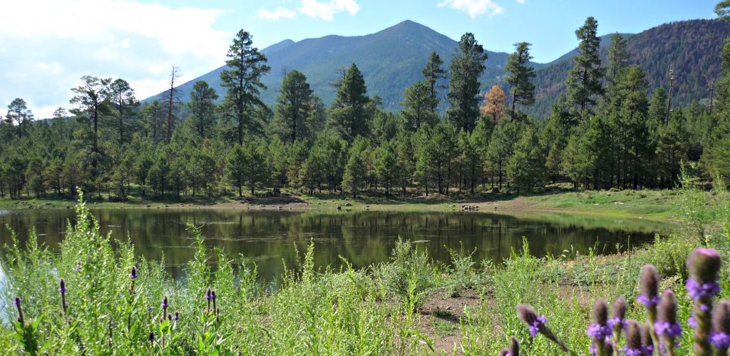 Purple flowers frame calm pond with ponderosa pine trees and blue mountain rising behind