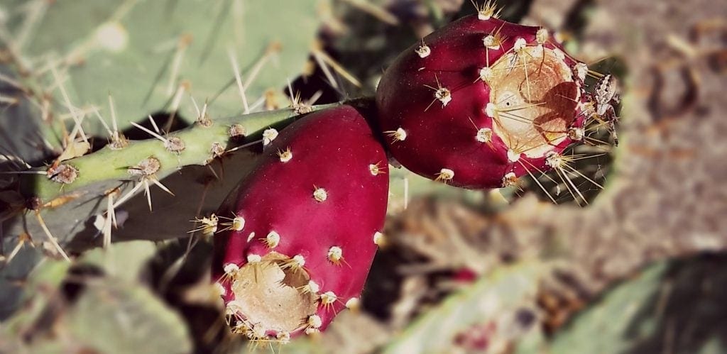 close up of two prickly pear fruit still on cactus showing very small spines