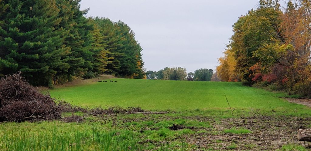 silhouettes of wild turkeys can be seen in the distance