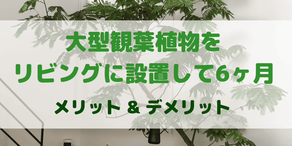大型観葉植物をリビングに置いて6カ月が経過したのでメリット デメリットをまとめてみる えつしまんblog 大型観葉植物をリビングに置いて6カ月が経過したのでメリット デメリットをまとめてみる えつしまんblog