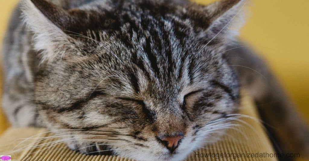 How to clean up the pet hair in your home without losing your mind! It can be so annoying but there are ways to try and keep it under control!
