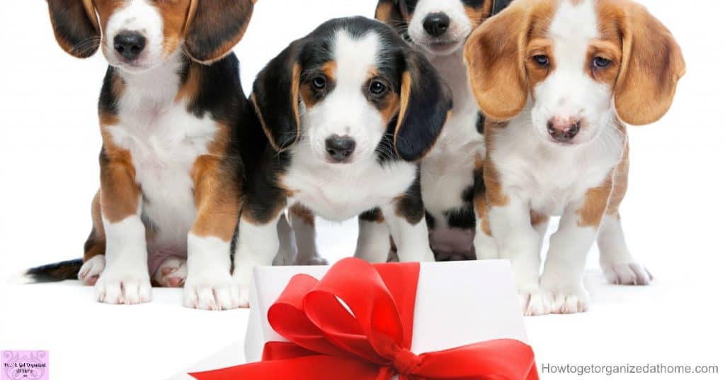 Finding The Most Perfect Gift For A Special Dog Looking for a gift idea for dogs? This list has you covered!