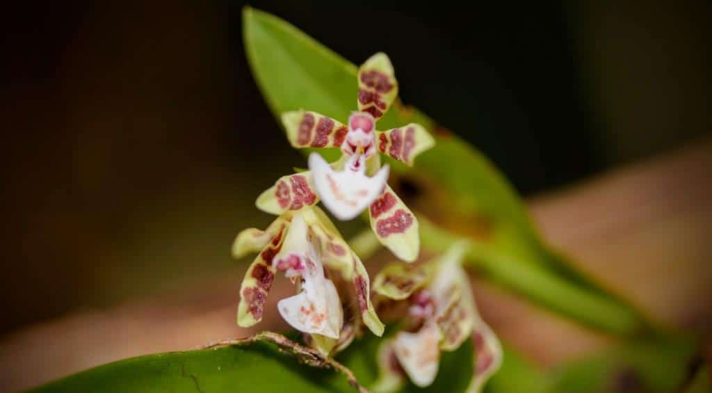 Orchids Of The Amazon Rainforest Shiripuno Amazon Lodge