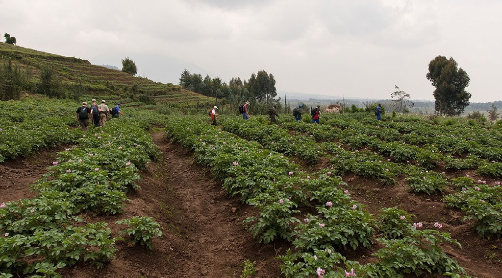 ATI-Rwanda-Mountain-Gorillas-Trek12