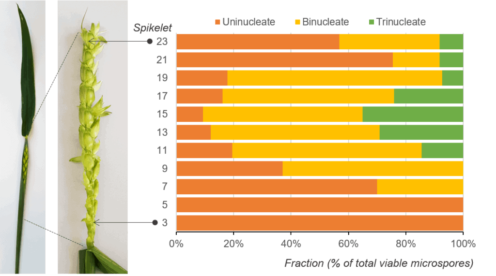 an illustration showing the heterogeneity of the developmental stages within the wheat spike and spikelet