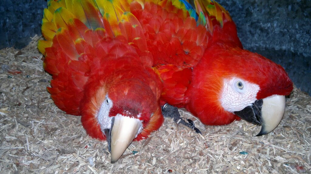 Macaw conservation NATUWA Costa Rica.