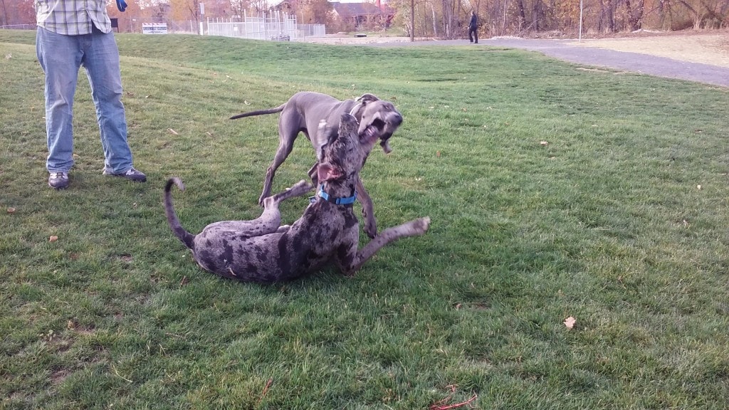 And we made a playdate for Denver too...
