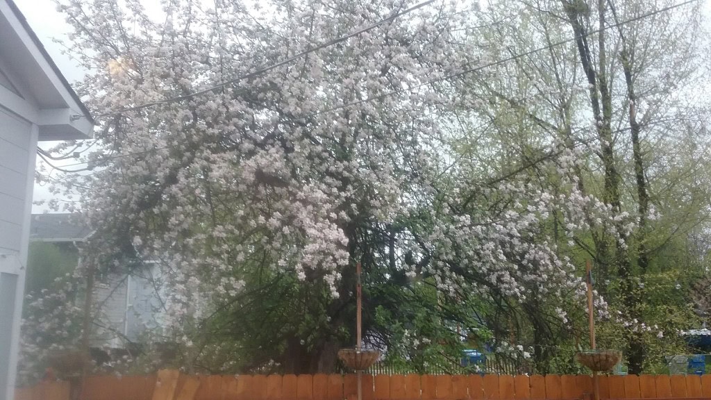 The last week in the tiny house is the one week that this apple tree blooms! Pretty!