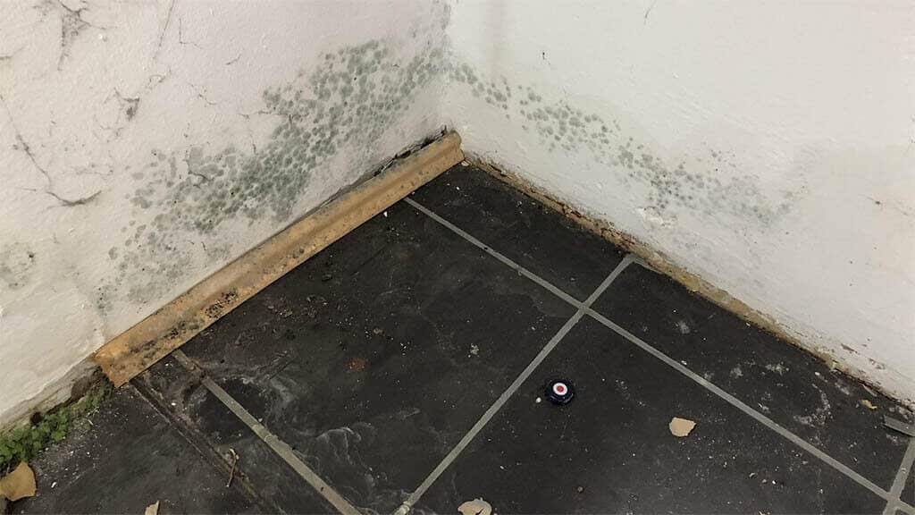 Feuchtigkeit im Keller - Ursachen und Beseitigung Feuchtigkeit im Keller Schimmel organisches Wachstum 1024x576 - Feuchtigkeit im Keller - Ursachen und Beseitigung