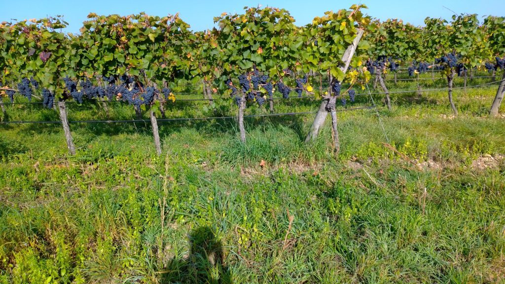 Weinberge so weit das Auge reicht