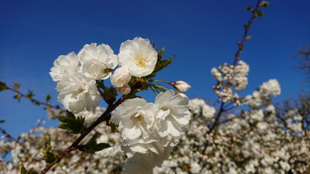 パリでお花見 5区パリ植物園 の桜カレンダー 市内で気軽に行ける お花見スポット パリでお花見 5区パリ植物園 の桜カレンダー 市内で気軽に行ける お花見スポット