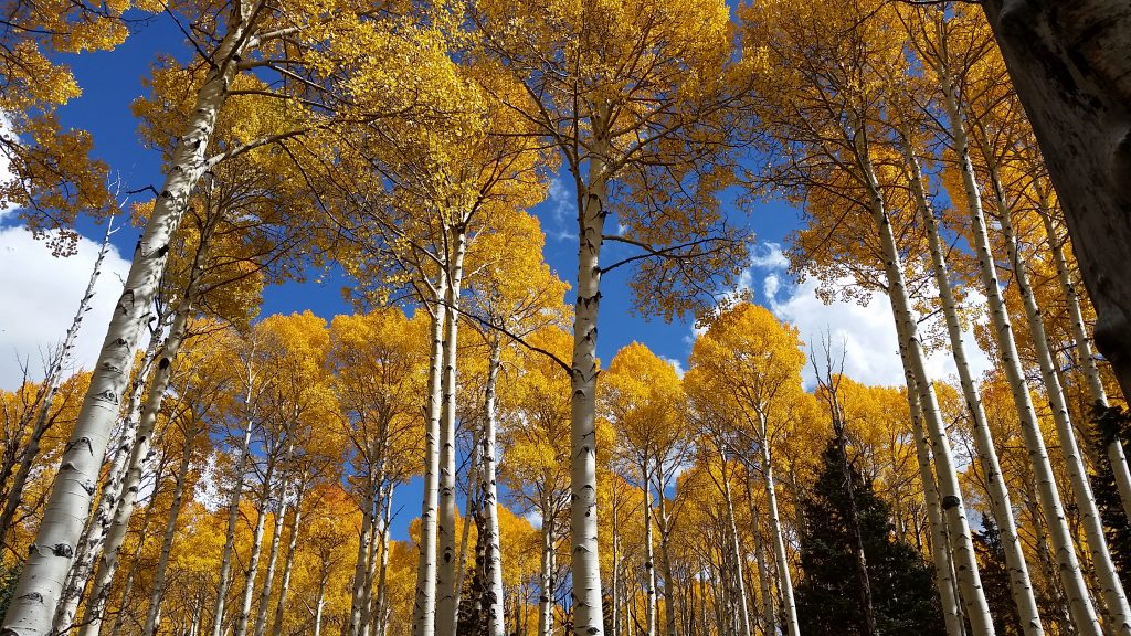 Looking up at aspen trees decked out in golden colors in Flagstaff leaf peeping