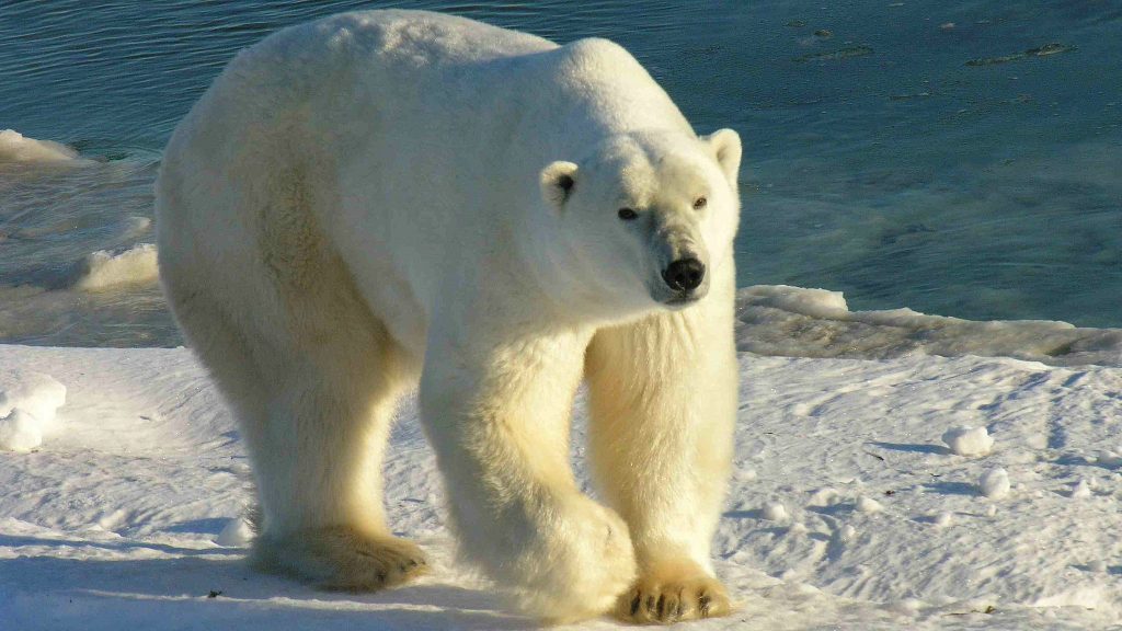 Hudson Bay polar bear: White bear with hump on its back and big paws walks on ice next to blue open water