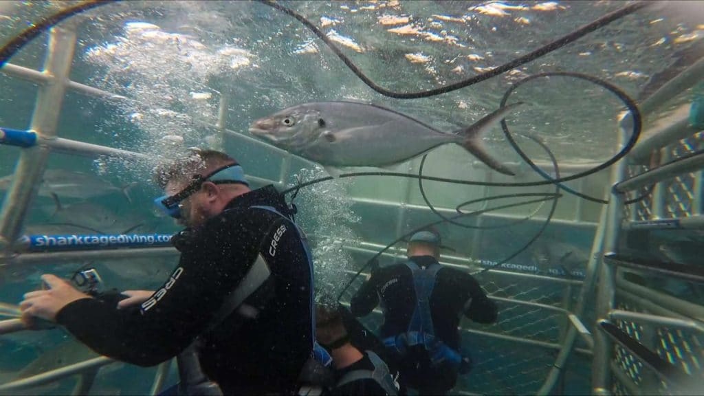 great white shark cage diving