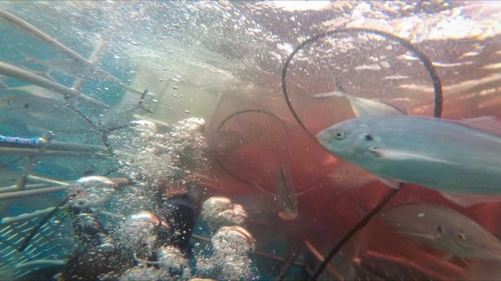 cage diving in the berley