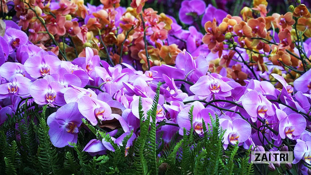 Hoa lan đẹp ở Festival hoa Lan 2019 ở công viên Tao Đàn - TpHCM 13 HoaLan 2