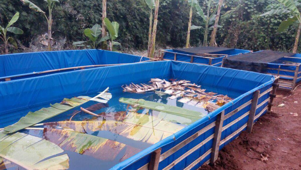 Media Kolam Budidaya Ikan Mas