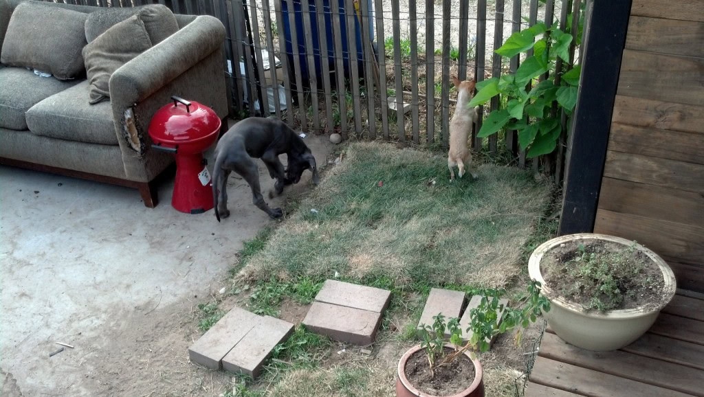 And I also had a house guest, a little yellow escape artists, Tobi came and chilled out with Denny and I for the week while my folks were out of town.