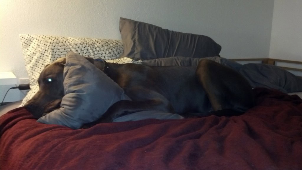 'stay off the pillows' means 'lay on the pillows' in dog I guess... :)