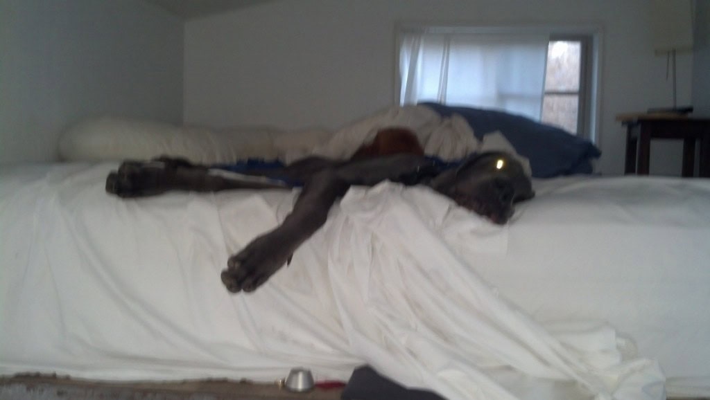 This is typically what I wake up to, he is tough to pull out of bed, especially since it's getting so cold, he perfers to stay inside sprawled out o the nice warm bed! I can't blame him, I'd like to too...