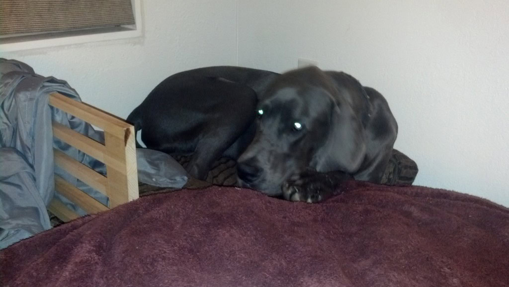 He literally woke up for maybe 20 minutes the next day, he went out two times to go to the bathroom then came right back in and passed out, he was SOOO tired (notice he uses his little corner of the loft now :)