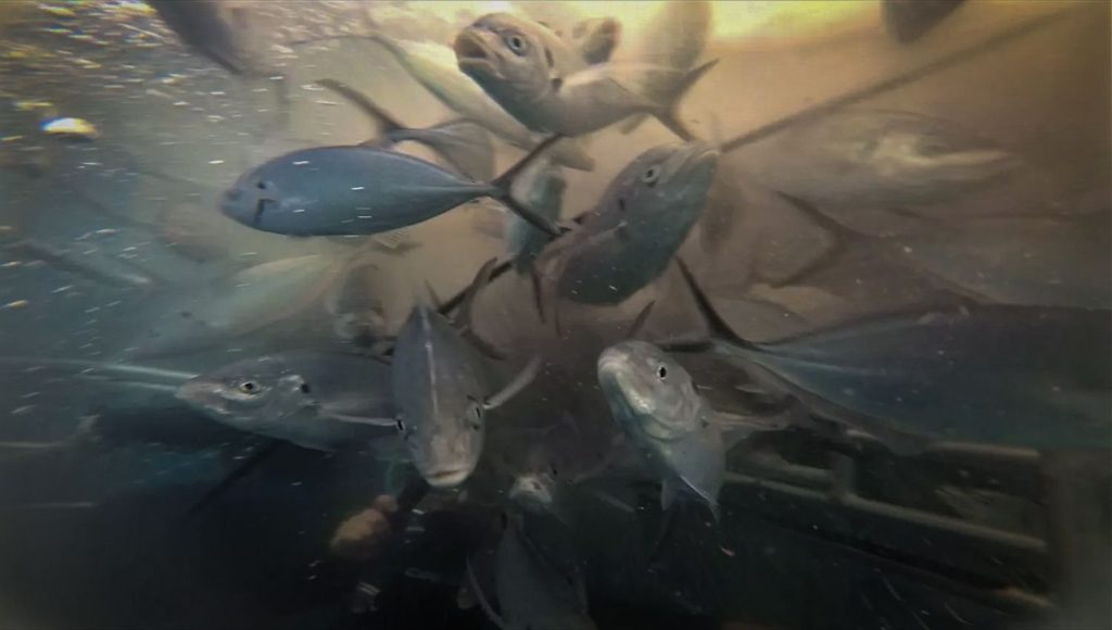 silver trevally seen while cage diving