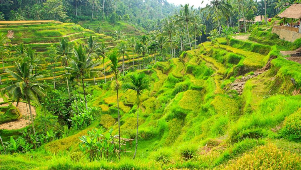 bali honeymoon