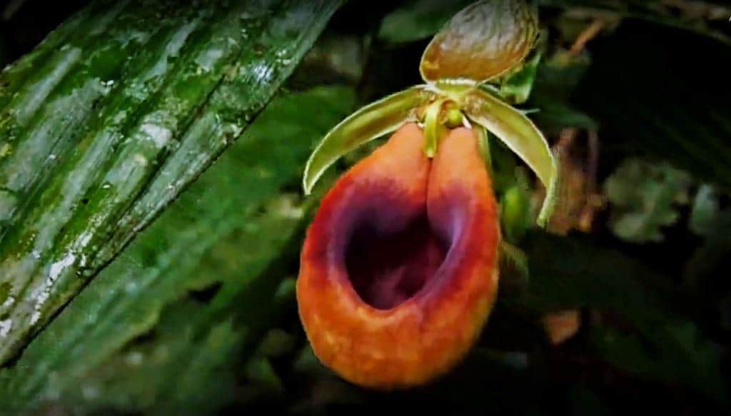 Orchids Of The Amazon Rainforest Shiripuno Amazon Lodge