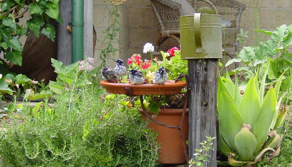 New Hollands in the Bath