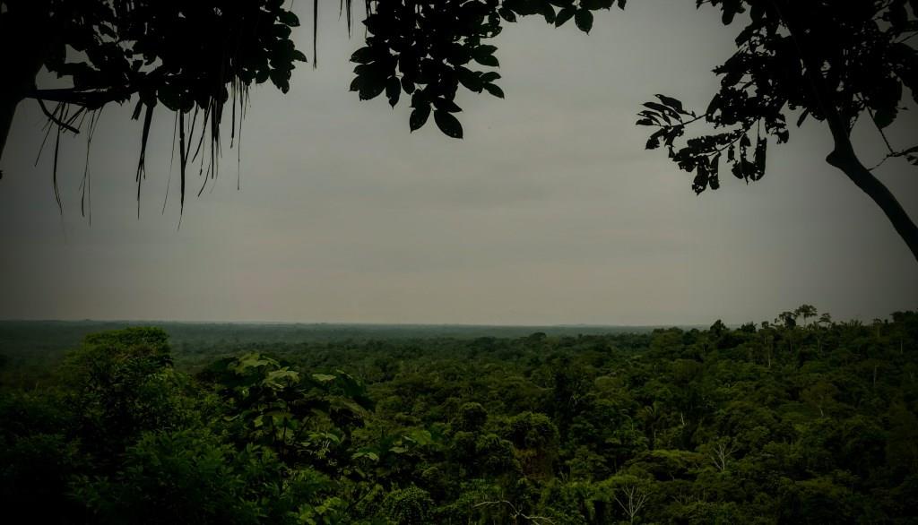 Common Trees of the Amazon Rainforest Common Trees of the Amazon Rainforest