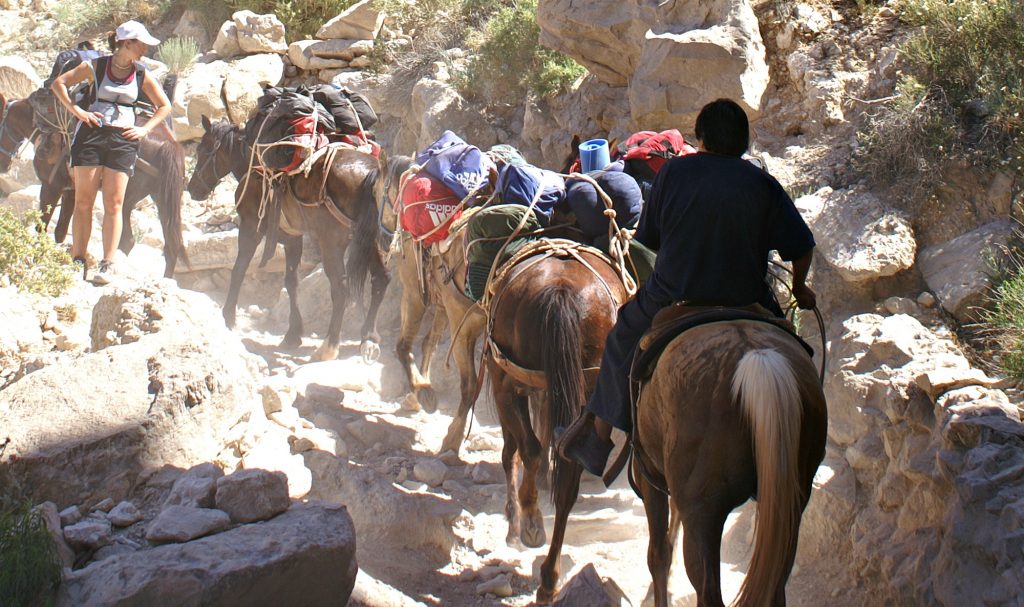 Pack mules and horses in Havasu Canyon