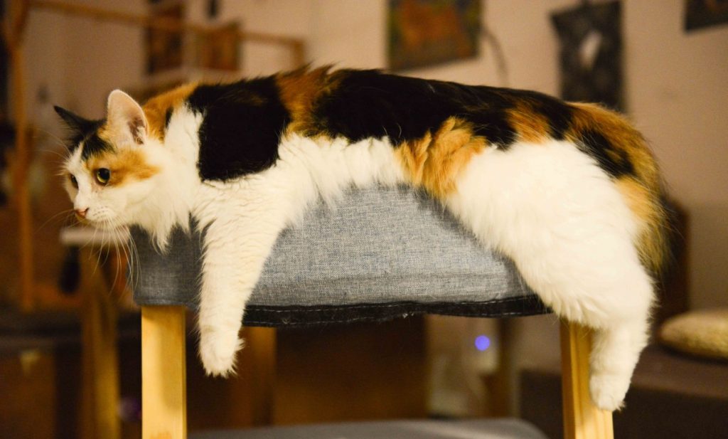 Image of a lazy cat laying on a sofa