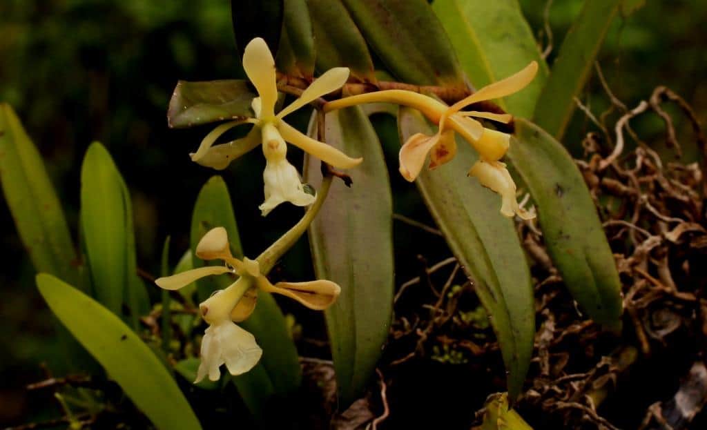 Ecuador Orchids Tours Shiripuno Amazon Lodge