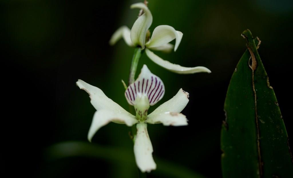 Orchids Of The Amazon Rainforest Shiripuno Amazon Lodge