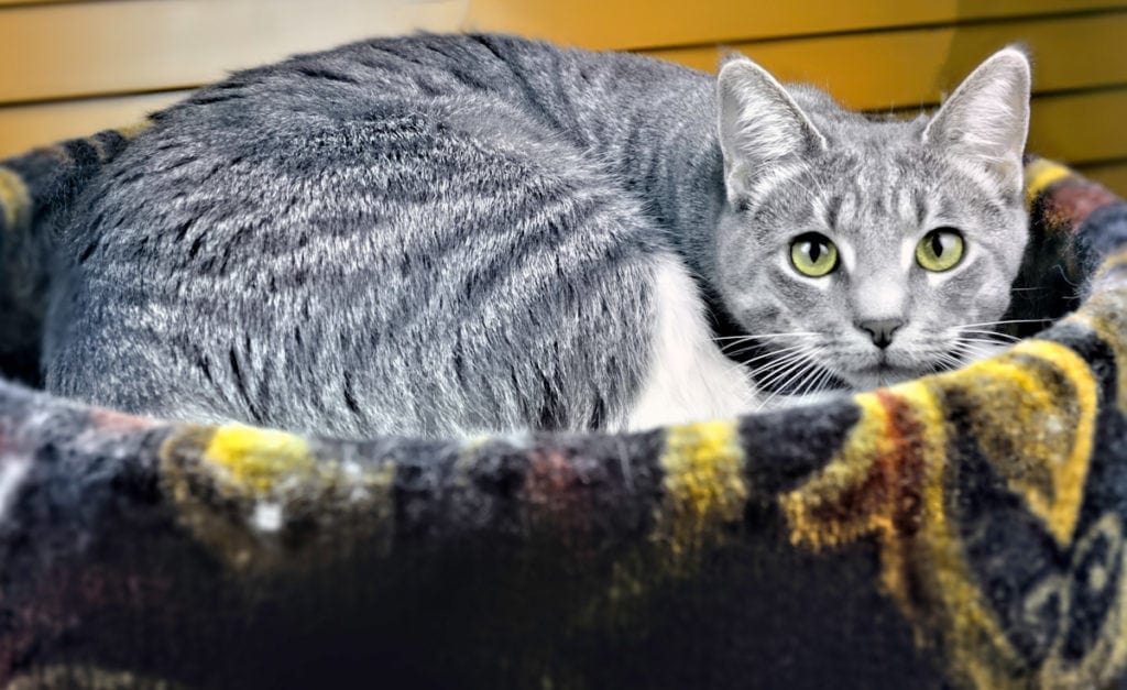 Cat in a heated cat bed