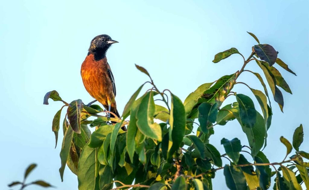A picture of an orchard oriole perched on the top of a large shrub, overlooking the landscape.